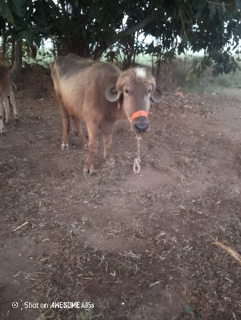 જાફરાબાદી વેચવાની છે