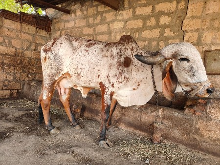 ગાય વેચવાની છે.