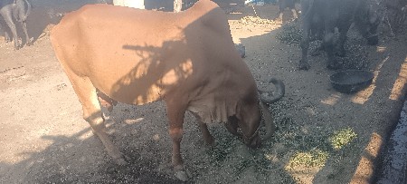 थंबनेल 3