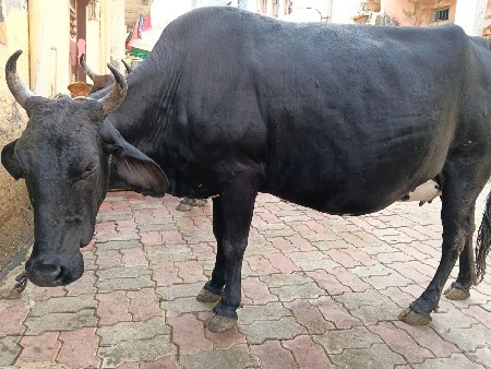 એચએફ ક્રોસ વેચવાની છે