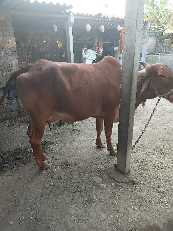 થંબનેલ 3