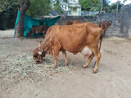 थंबनेल 3