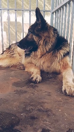 જર્મન શેફર્ડ મેલ