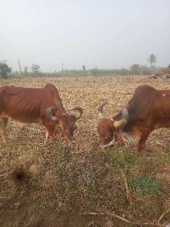 વેચવાના છે