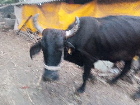 બળદ વેચવાના છે