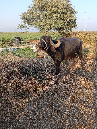 2મહીનાની વિયેલ સે નિશે પડી સે