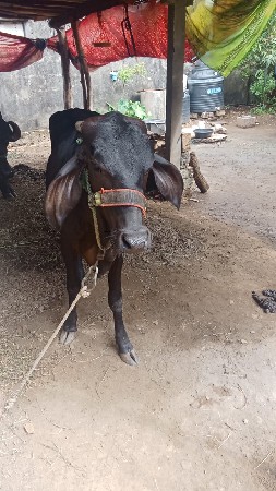 થંબનેલ 2