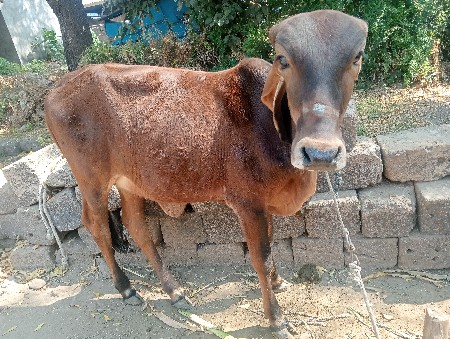 વાશડી વેચવા ની છે