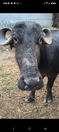 ભેંશ વેચવાની છે