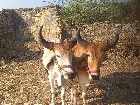 17000 kimat Rachana ji