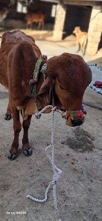 વસળી વેચવાની છે