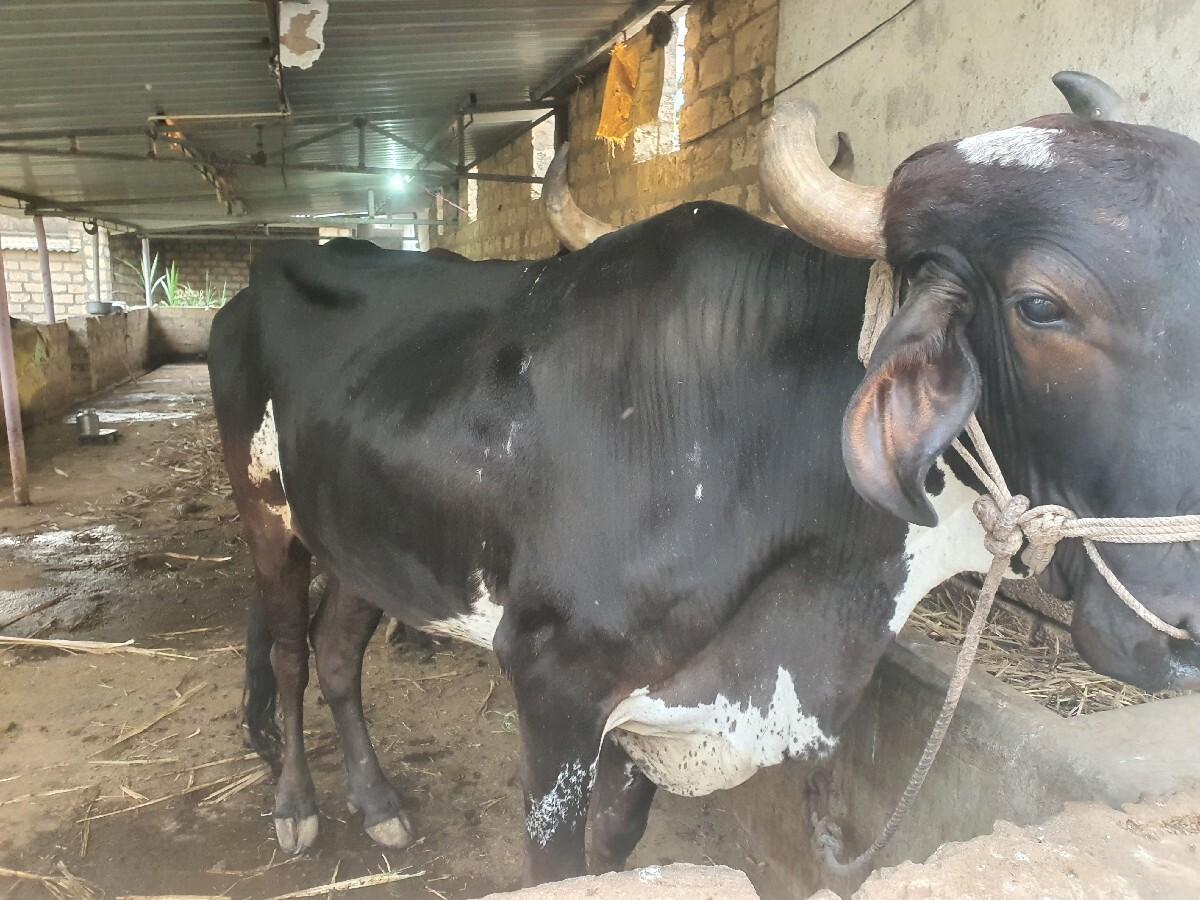 બળદ વેચવાનોછે