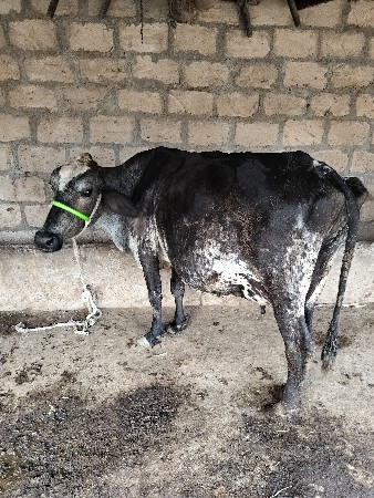 જર્સી ગાય વેચવાની છે