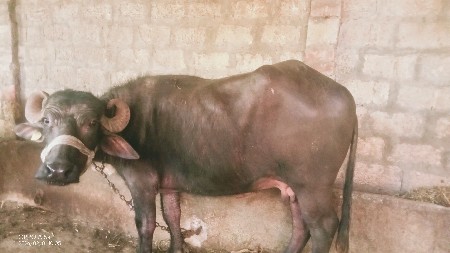 थंबनेल 2