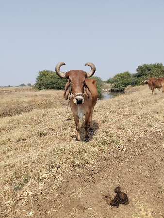 બળદ વેસવા ના છે