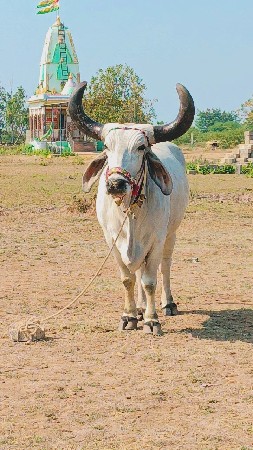 વેચવાનો છે ટોટલ જવાબદારી મારવા બેસ