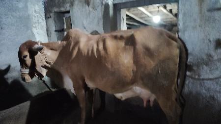 ગાય વેચવાની છે