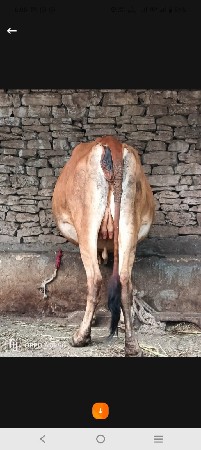 थंबनेल 5