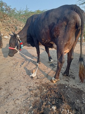 થંબનેલ 3