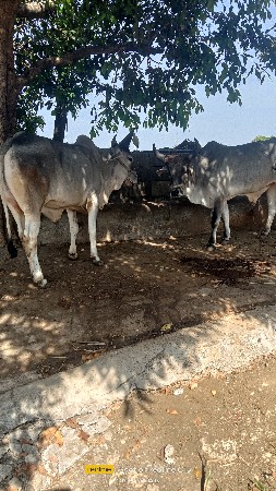 બળદ વેચવાના છે