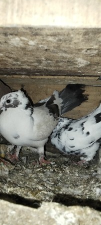 kabutar vecha va na che