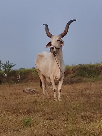 थंबनेल 2