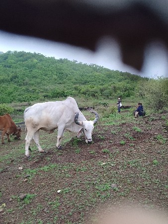 1 બળદ વેચવાનો છે