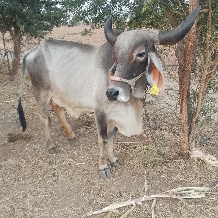 ગાય વેચવાની છે સફેદ કલરની