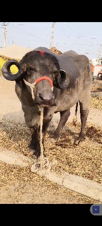 थंबनेल 3