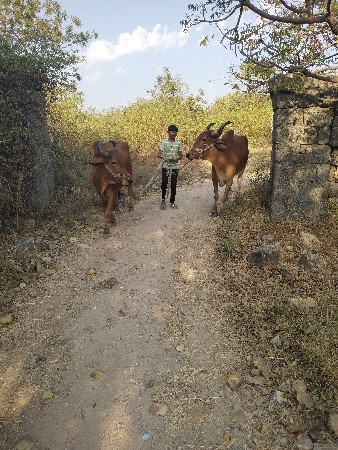 બદળ વેચવાના