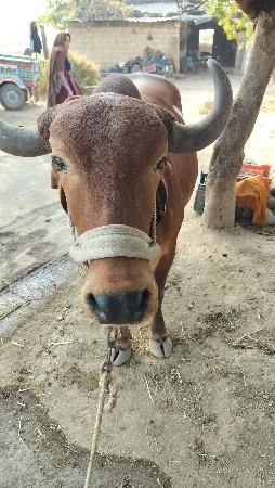 દેશી ગાય સે