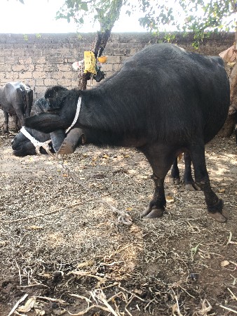 थंबनेल 2