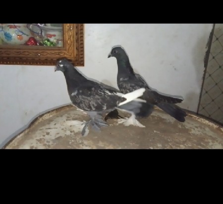 થંબનેલ 2