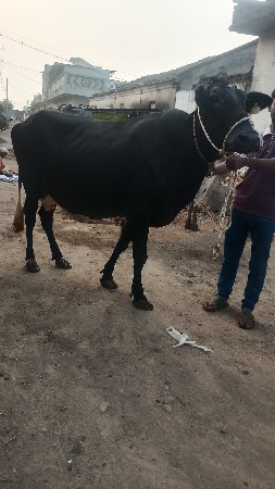 थंबनेल 3