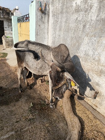 थंबनेल 3