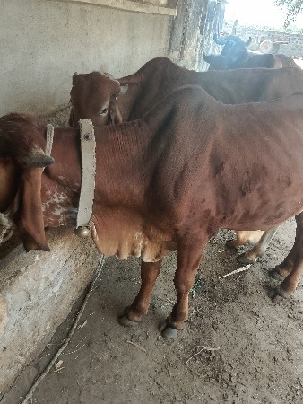 थंबनेल 2