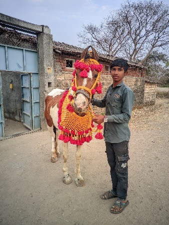 ઘોડી વેચવાની છે