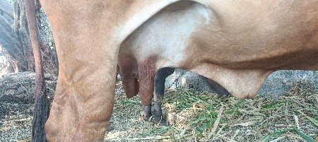 ગાય વેસવાની છે