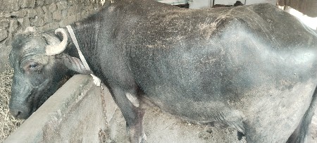 ભેંસ વેચવાની છે