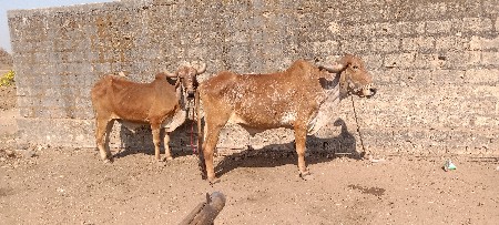 ગામ ભેસાણ તાલુકો ભેસાણ