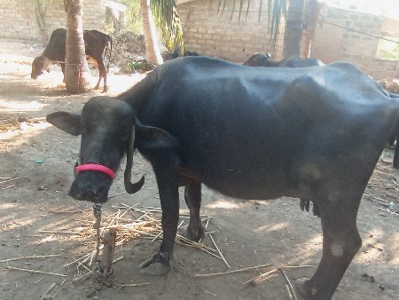 ભેંશ વેસાવની