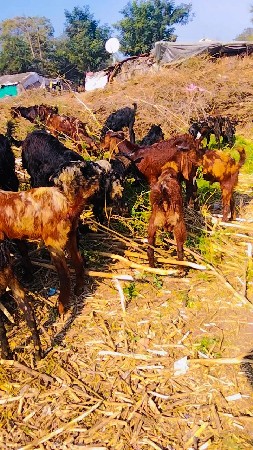 આ બોકડા વેચવાના છે 24