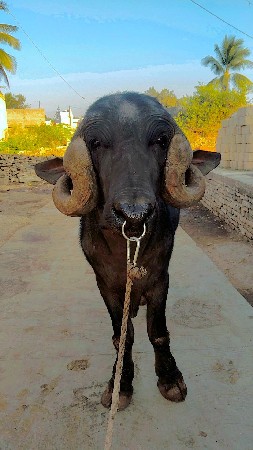 પાડો વેચવાનો છે