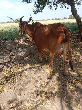 ગાય વેચવાની છે