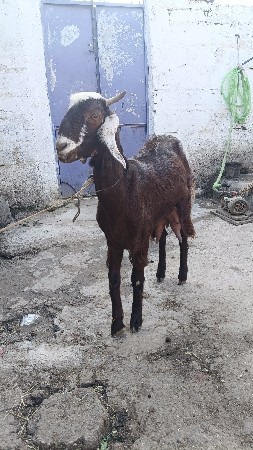 બકરી વેચવાની છે દૂધવાળી