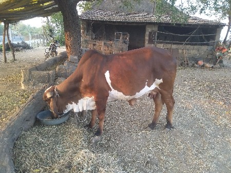 थंबनेल 3