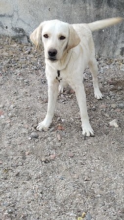 ફિમેલ વેચવાની છે