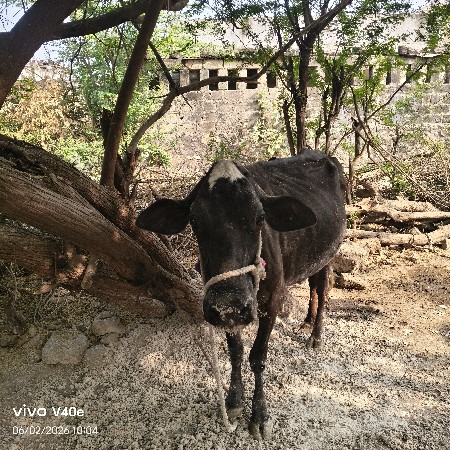 થંબનેલ 3