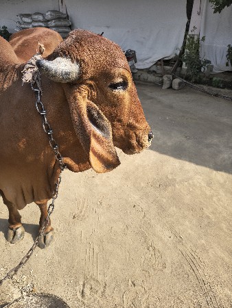 ગીર ગાય વેચવાની છે પેલું વેતર