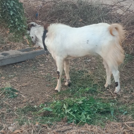 थंबनेल 3